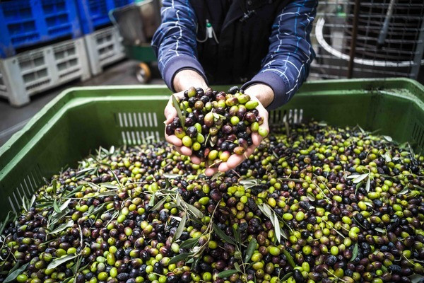 Extra virgin olive oil